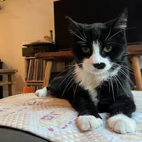 Enlarge Pinky & Charlie, a ADOPTABLE Domestic Short Hair in Philadelphia, PA image 2/6