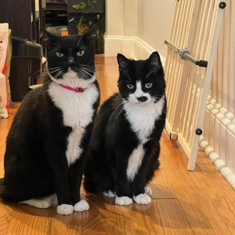 Enlarge Pinky & Charlie, a ADOPTABLE Domestic Short Hair in Philadelphia, PA image 1/6