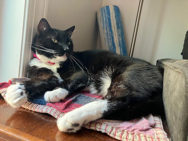 Enlarge Pinky & Charlie, a ADOPTABLE Domestic Short Hair in Philadelphia, PA image 3/6
