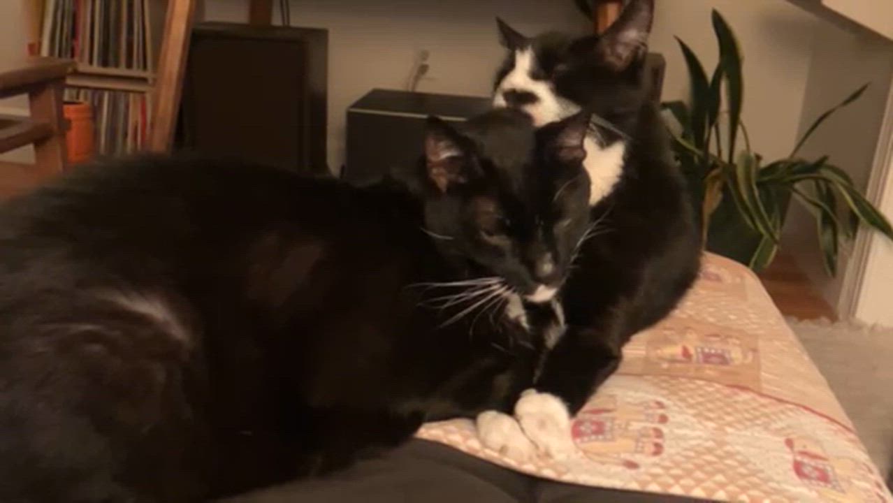 Enlarge Pinky & Charlie, a ADOPTABLE Domestic Short Hair in Philadelphia, PA video 6/6