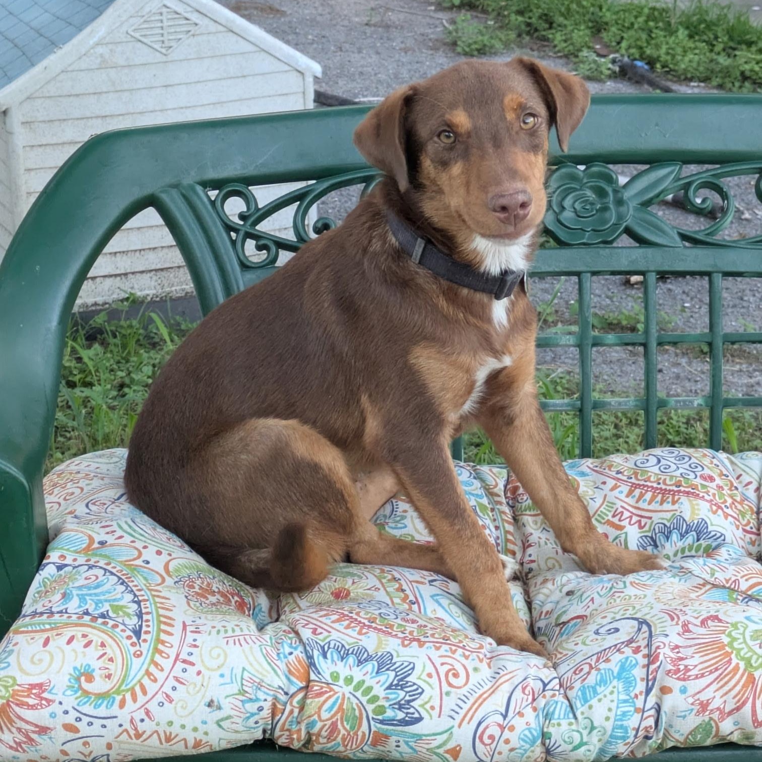 DOBERMANIA Doberman Pinschers for Adoption in Drexel Hill, Pennsylvania