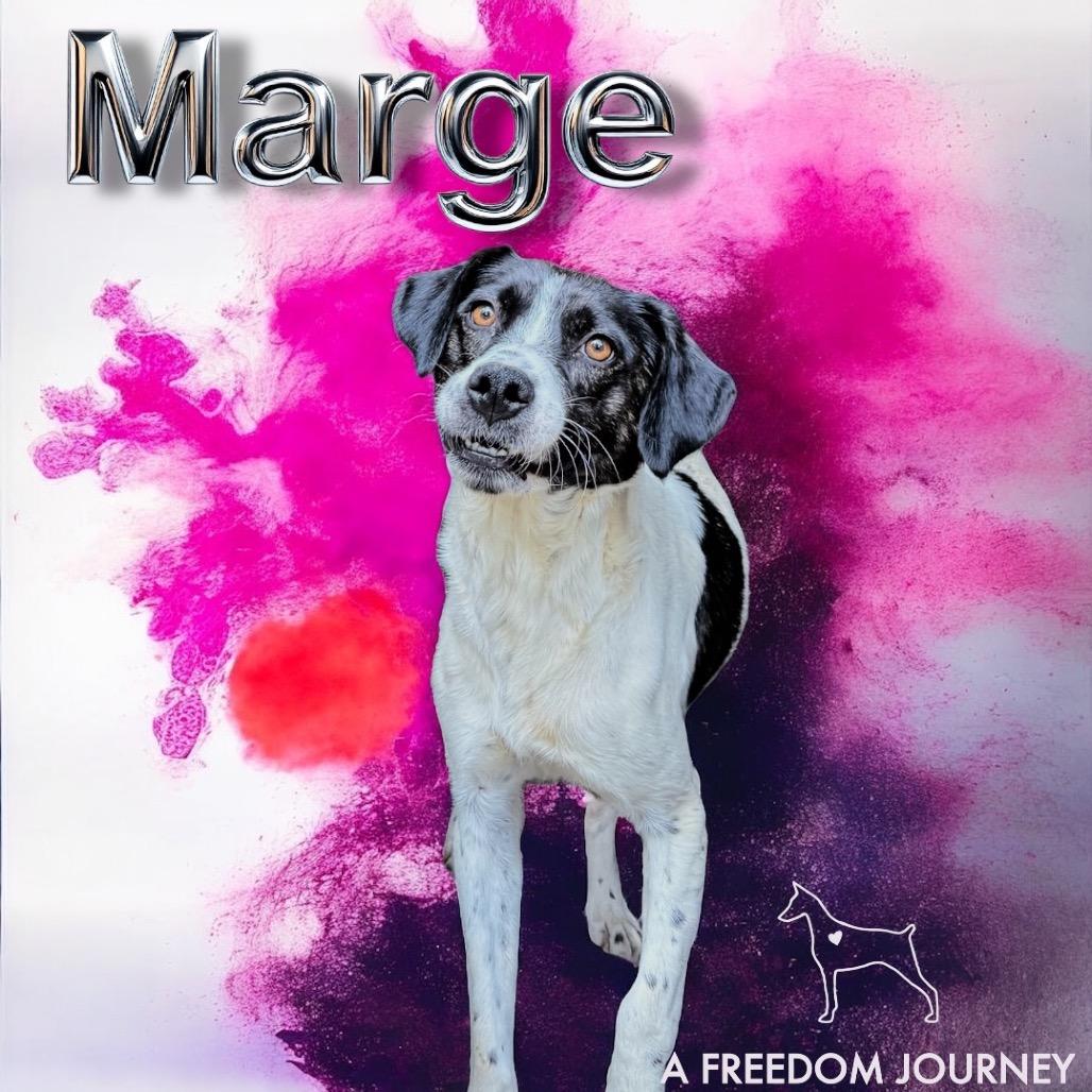 Marge, Adoptable, Adult Female Australian Shepherd & Mixed Breed.