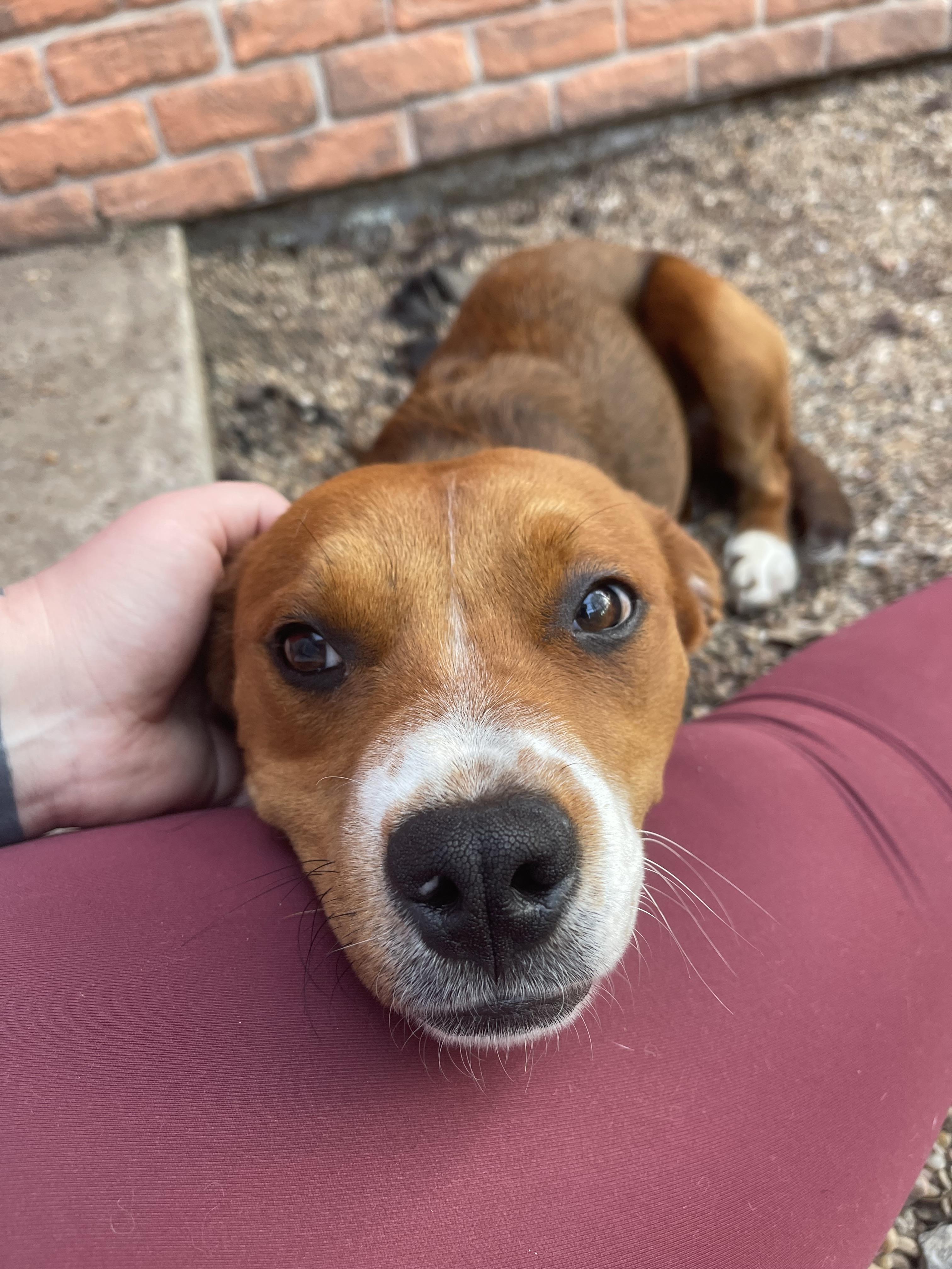 Violet, ADOPTABLE, Young Female Pit Bull Terrier.