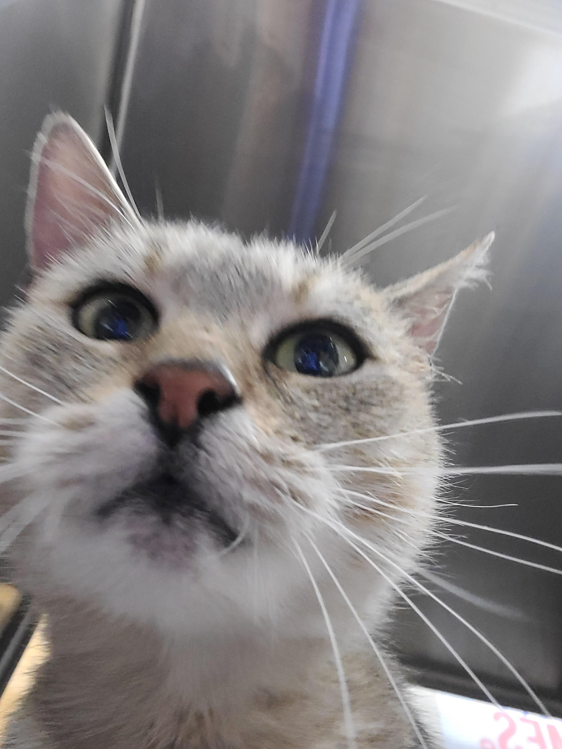 Enlarge French Fry, a Adoptable Domestic Short Hair in Gerrardstown, WV image 3/5