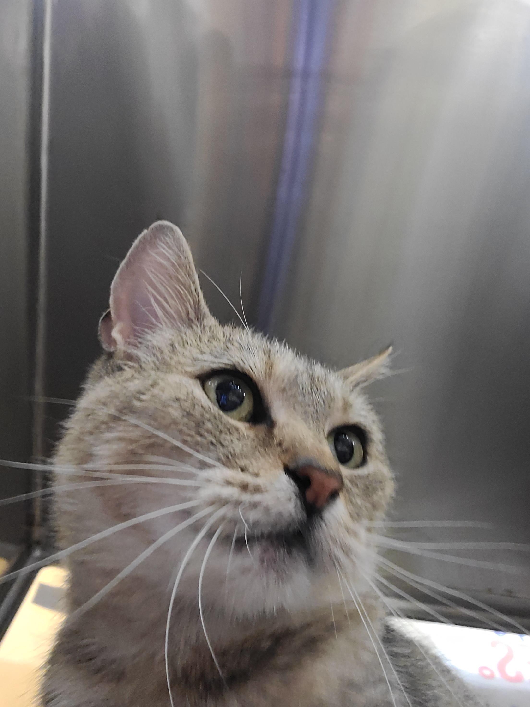 Enlarge French Fry, a Adoptable Domestic Short Hair in Gerrardstown, WV image 5/5