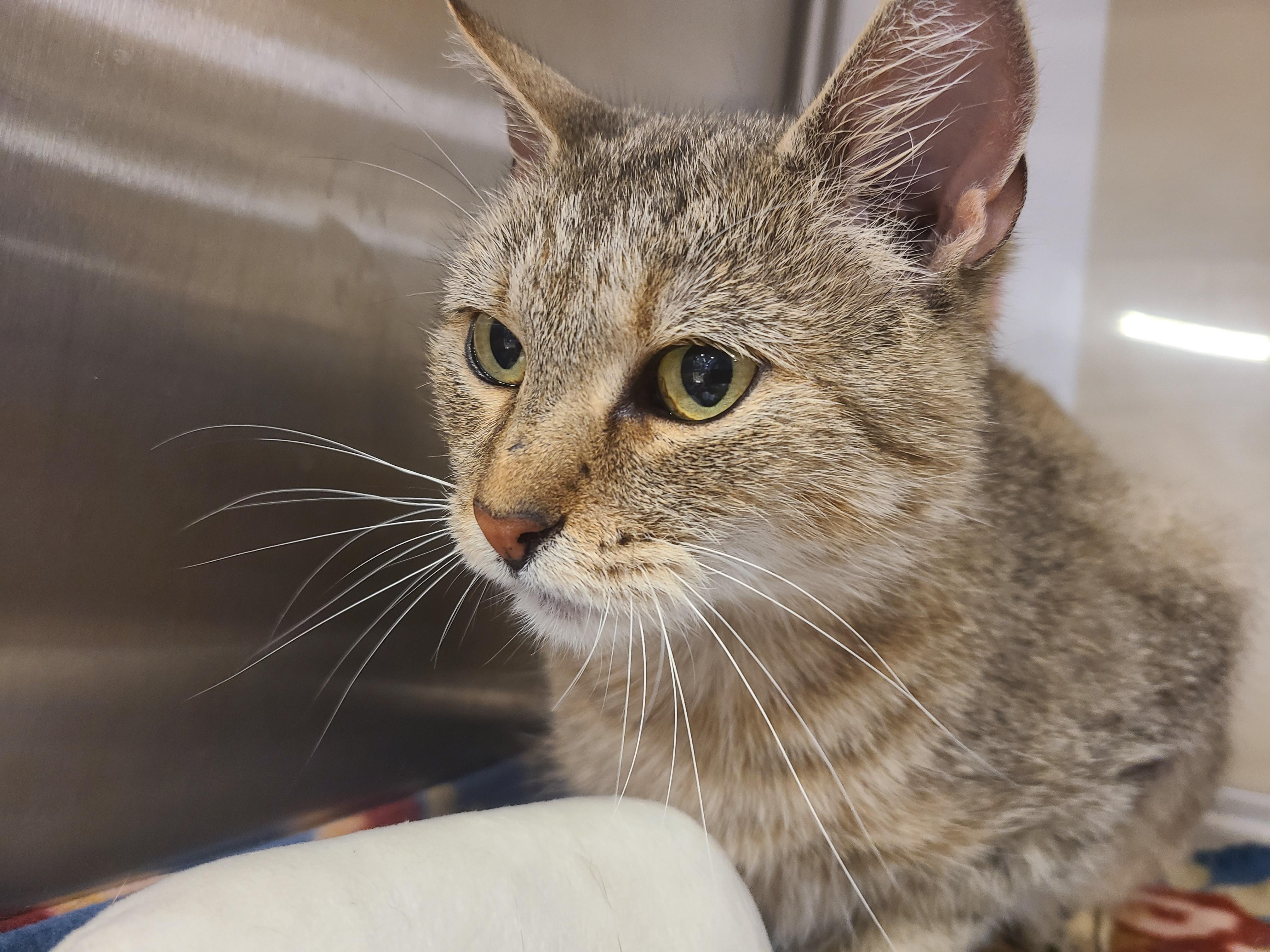 French Fry, Adoptable, Senior Female Domestic Short Hair.