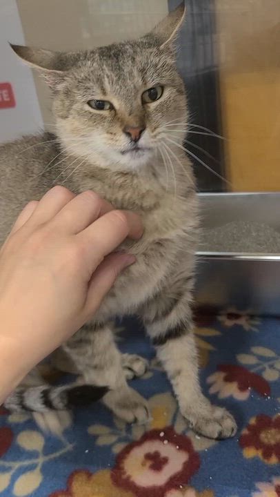 Enlarge French Fry, a Adoptable Domestic Short Hair in Gerrardstown, WV video 4/5