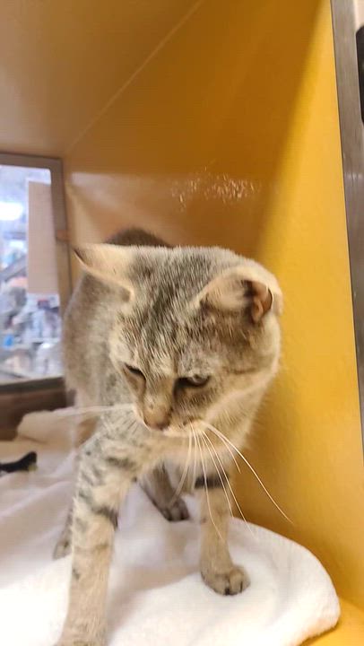 Enlarge French Fry, a Adoptable Domestic Short Hair in Gerrardstown, WV video 1/5