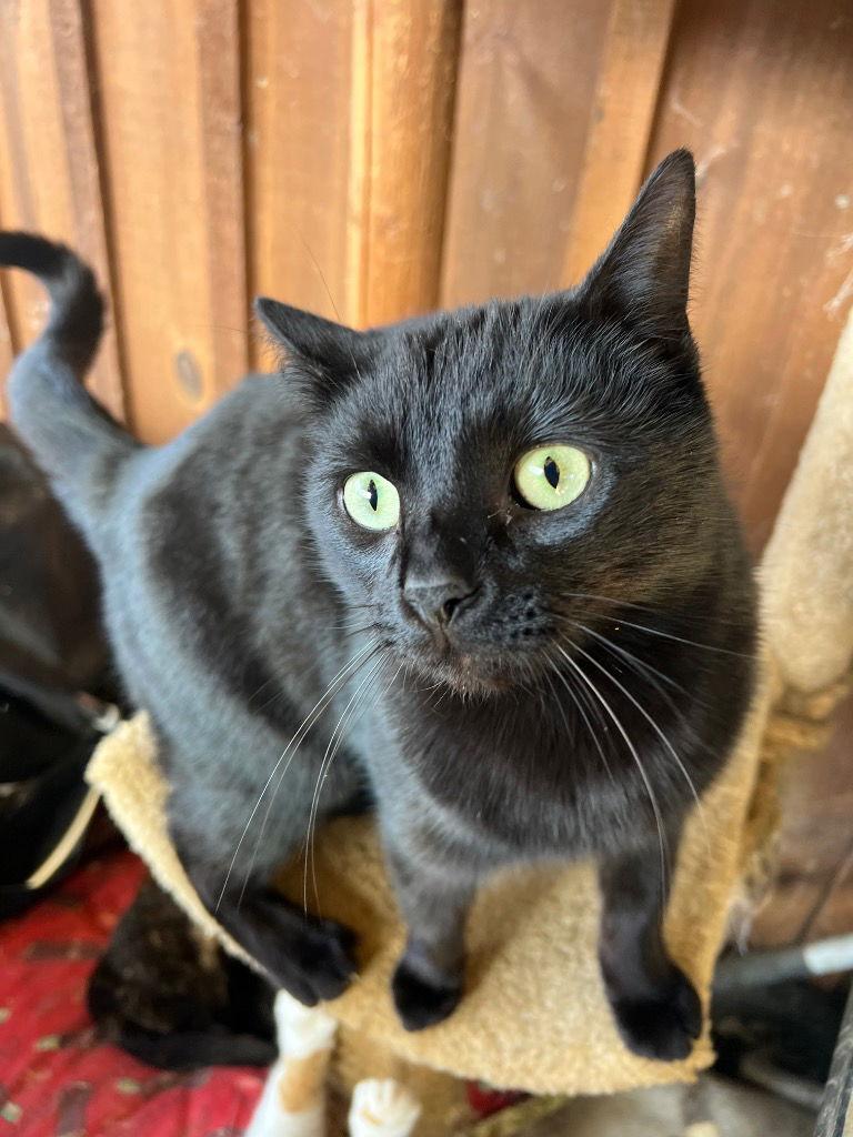 Gizmo, Adoptable, Young Male Domestic Short Hair.