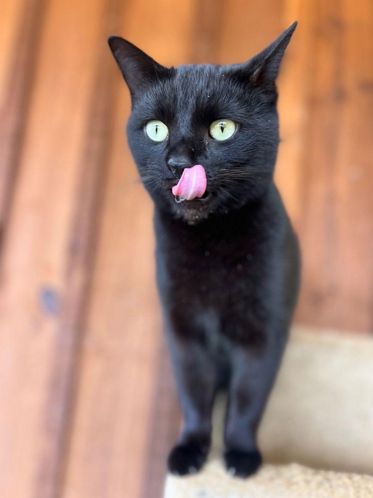 Enlarge Gizmo, a Adoptable Domestic Short Hair in Cromwell, KY image 2/3