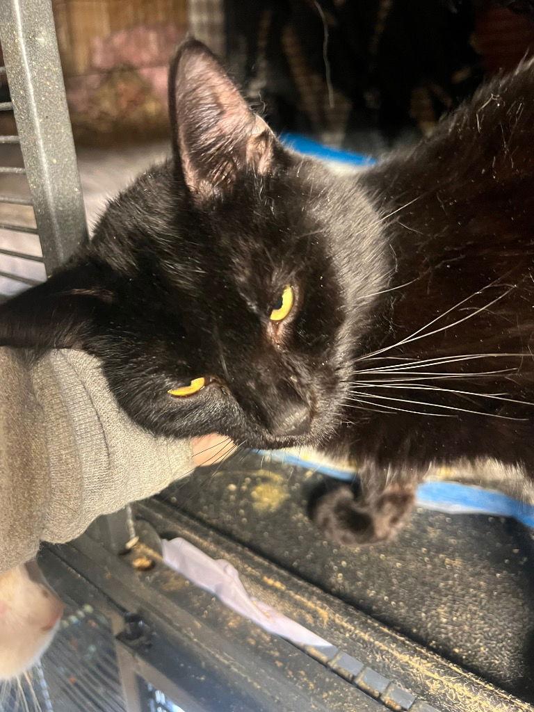 Enlarge Gizmo, a Adoptable Domestic Short Hair in Cromwell, KY image 1/1