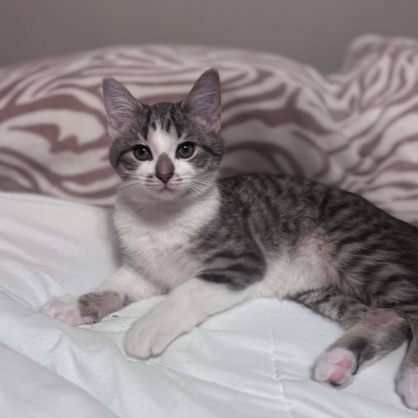 Theo 1025 AW, adopted, Kitten Male Domestic Short Hair.