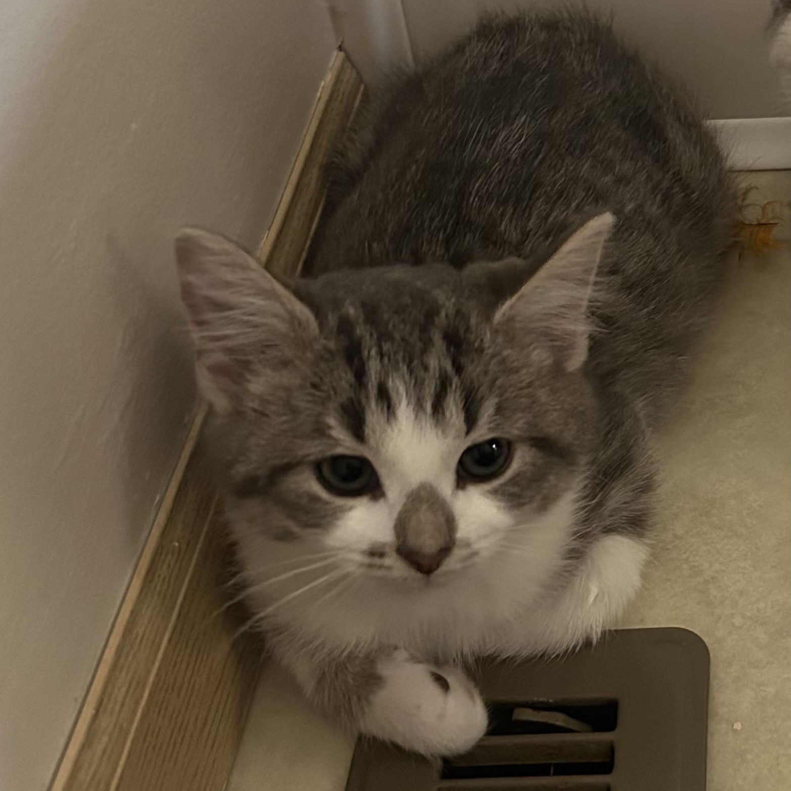 Theo 1025 AW, an adopted Domestic Short Hair in West Bloomfield, MI image 4/5