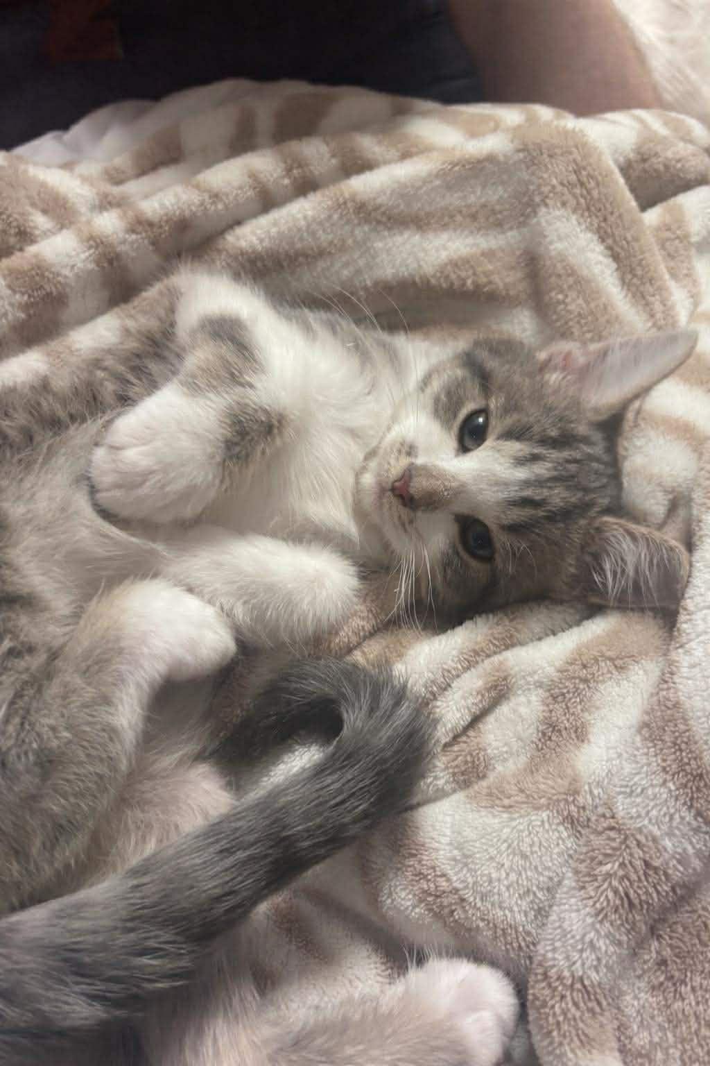 Theo 1025 AW, an adopted Domestic Short Hair in West Bloomfield, MI image 5/5