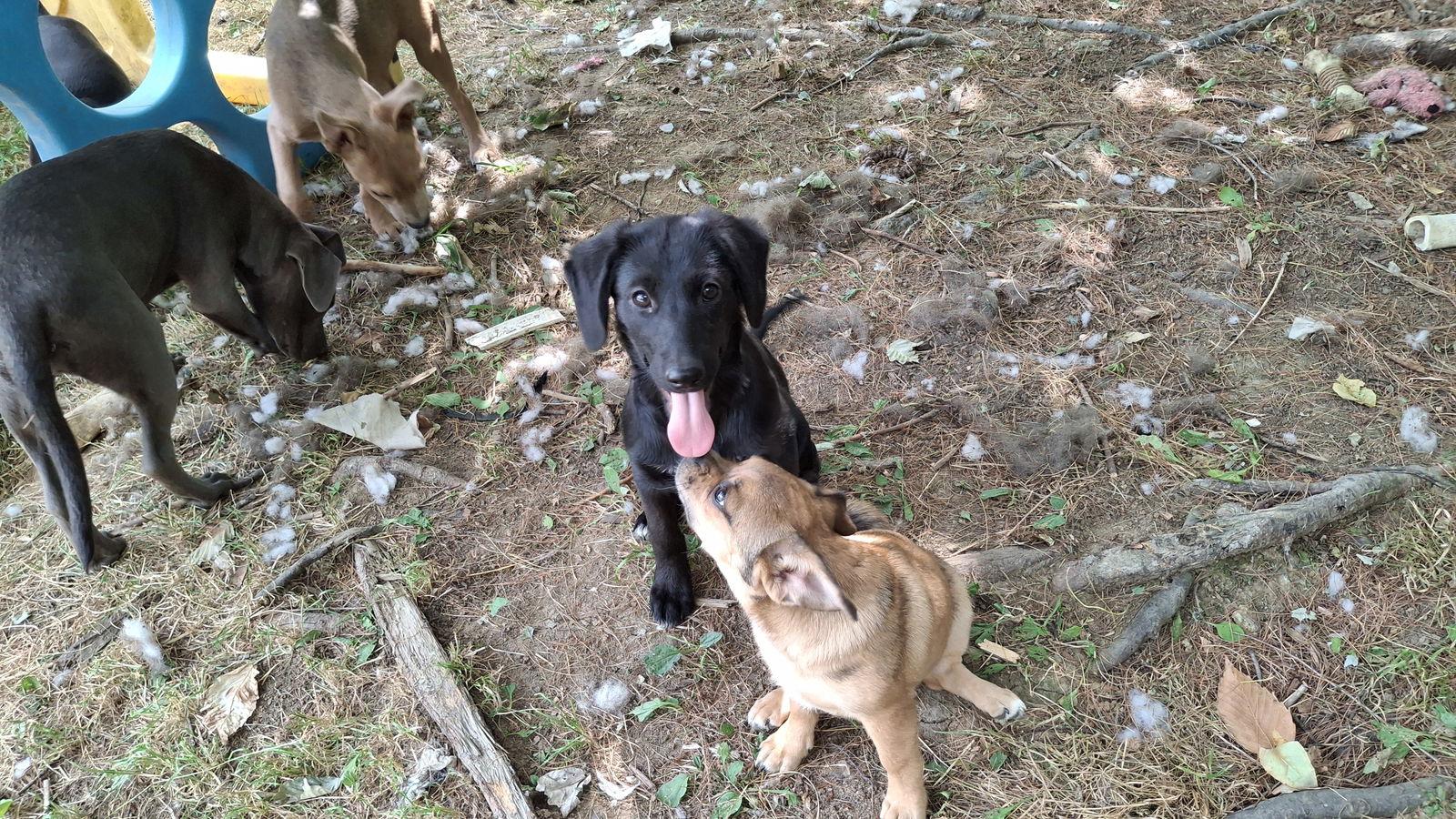 WALNUT, Adopted, Puppy Female Labrador Retriever & Shepherd.