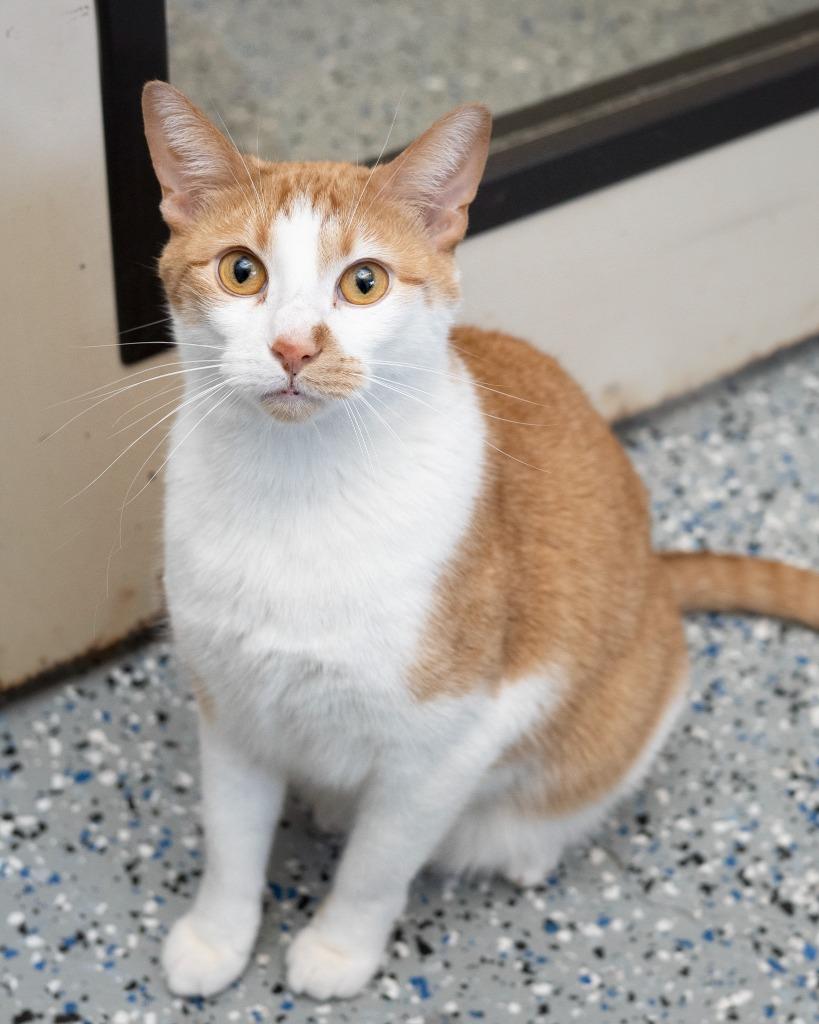 Enlarge Crenshaw, a Adoptable mixed breed in Boone, IA image 1/1