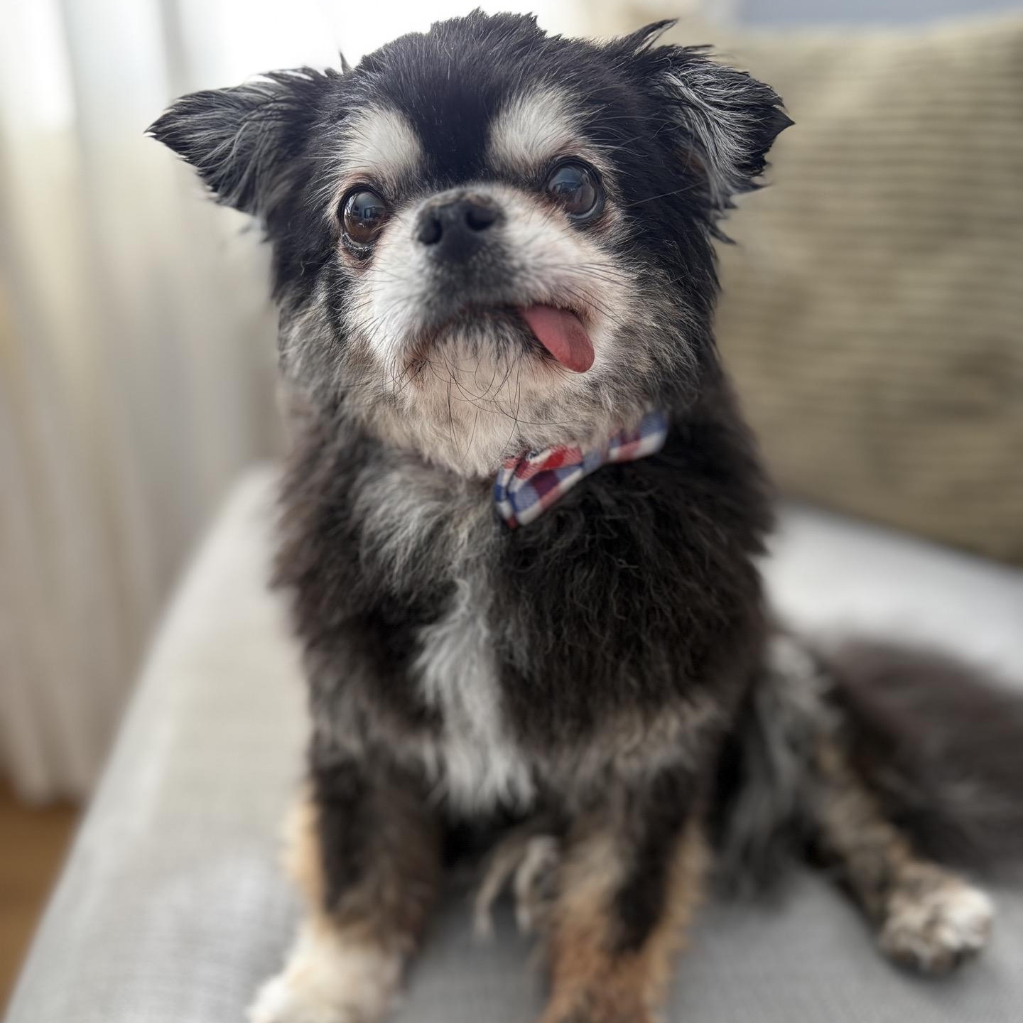 Enlarge Murphy, an adopted Chihuahua in South Charleston, OH image 3/6