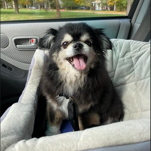 Enlarge Murphy, an adopted Chihuahua in South Charleston, OH image 5/6