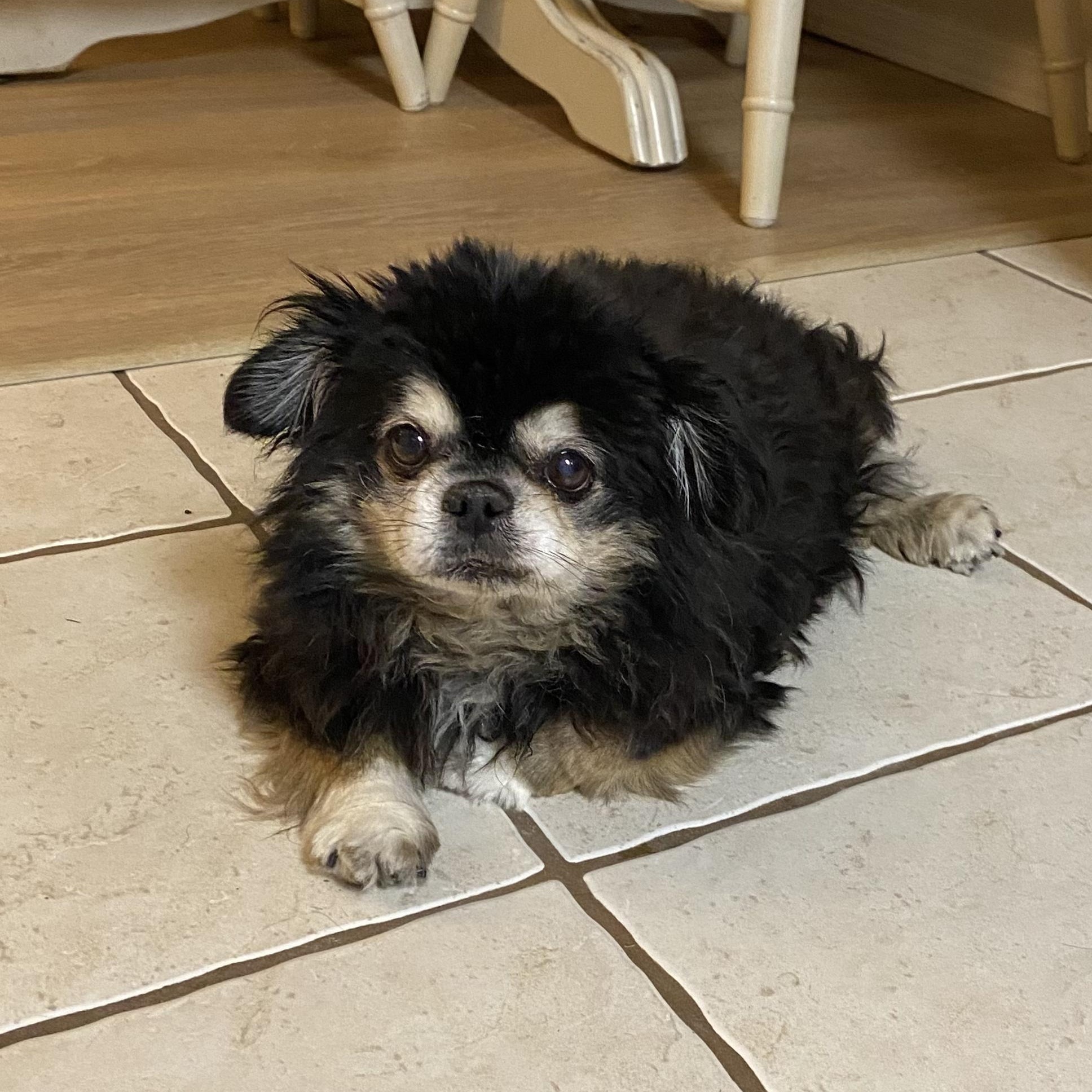 Enlarge Murphy, an adopted Chihuahua in South Charleston, OH image 2/6