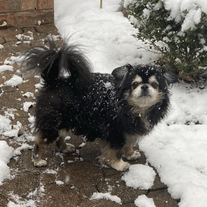 Enlarge Murphy, an adopted Chihuahua in South Charleston, OH image 1/6