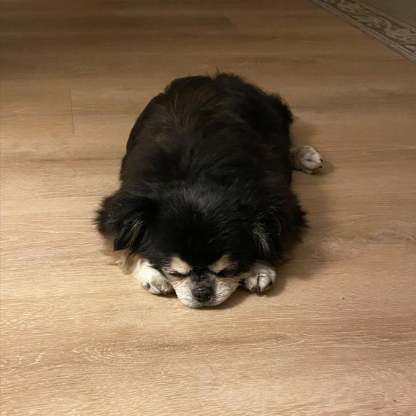 Enlarge Murphy, an adopted Chihuahua in South Charleston, OH image 4/6