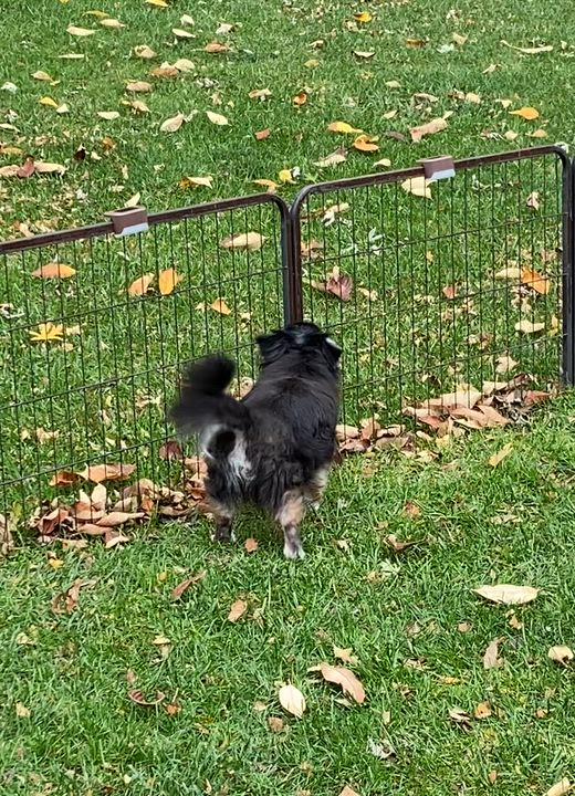 Enlarge Murphy, an adopted Chihuahua in South Charleston, OH video 6/6