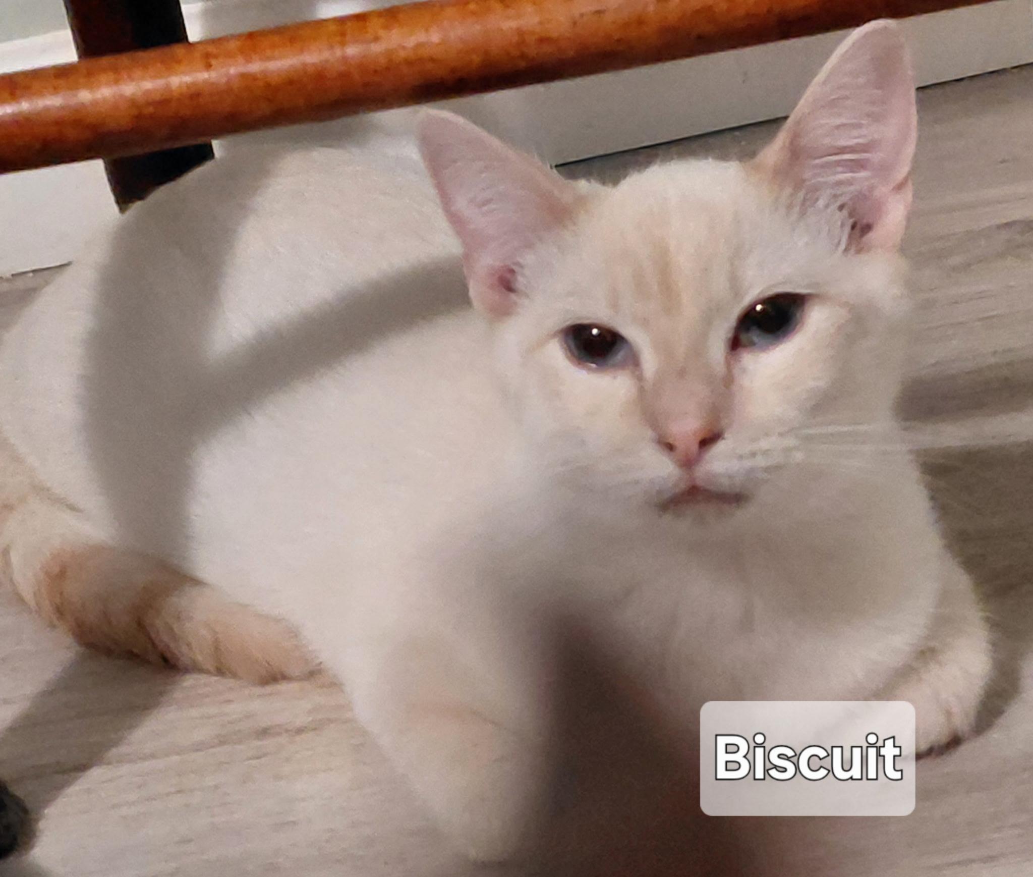 Biscuit photo