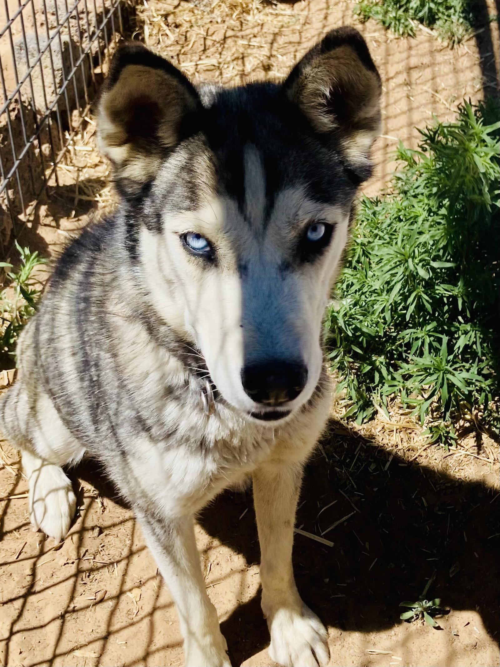 Java, Adoptable, Adult Female Siberian Husky.