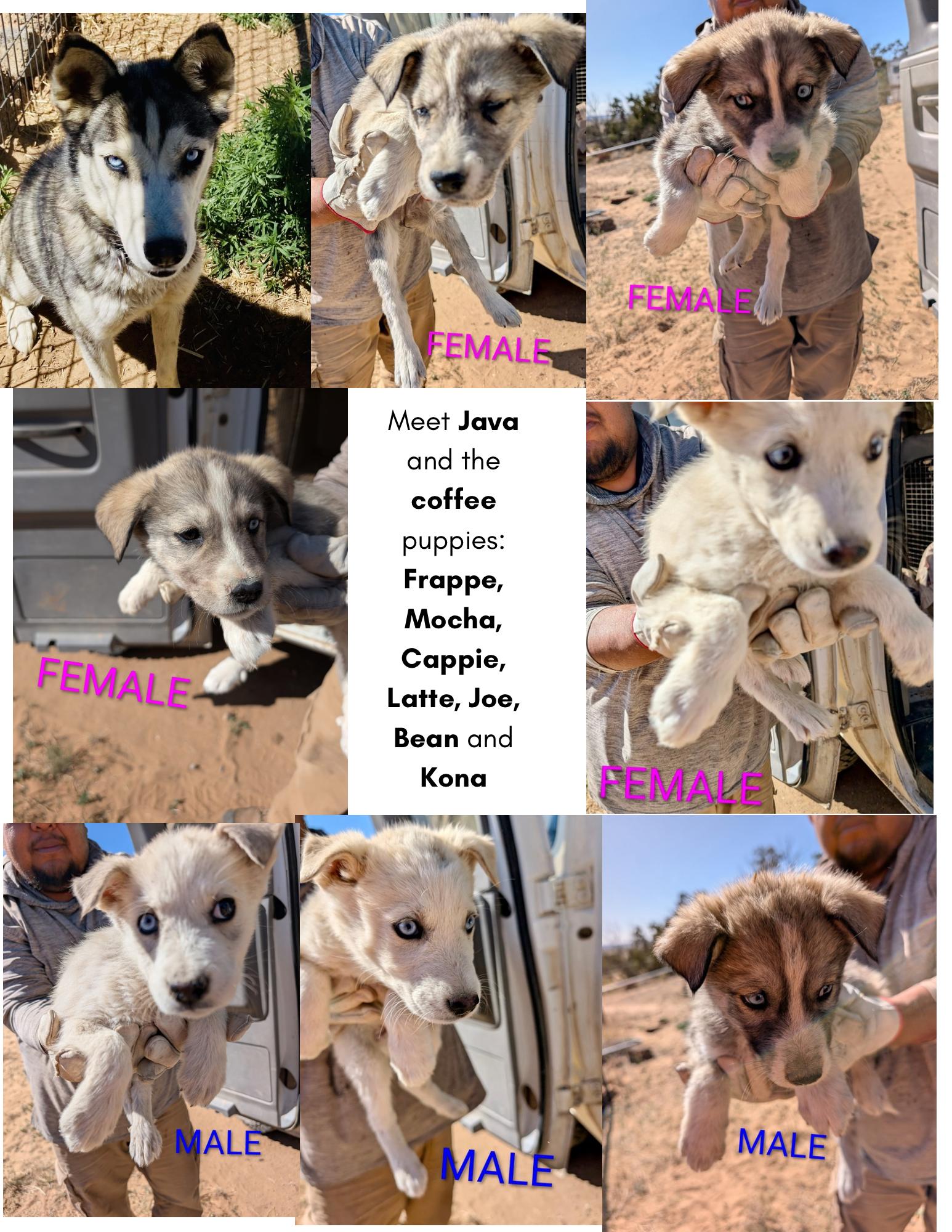 Enlarge Java, a Adoptable Siberian Husky in Cedar Crest, NM image 2/2