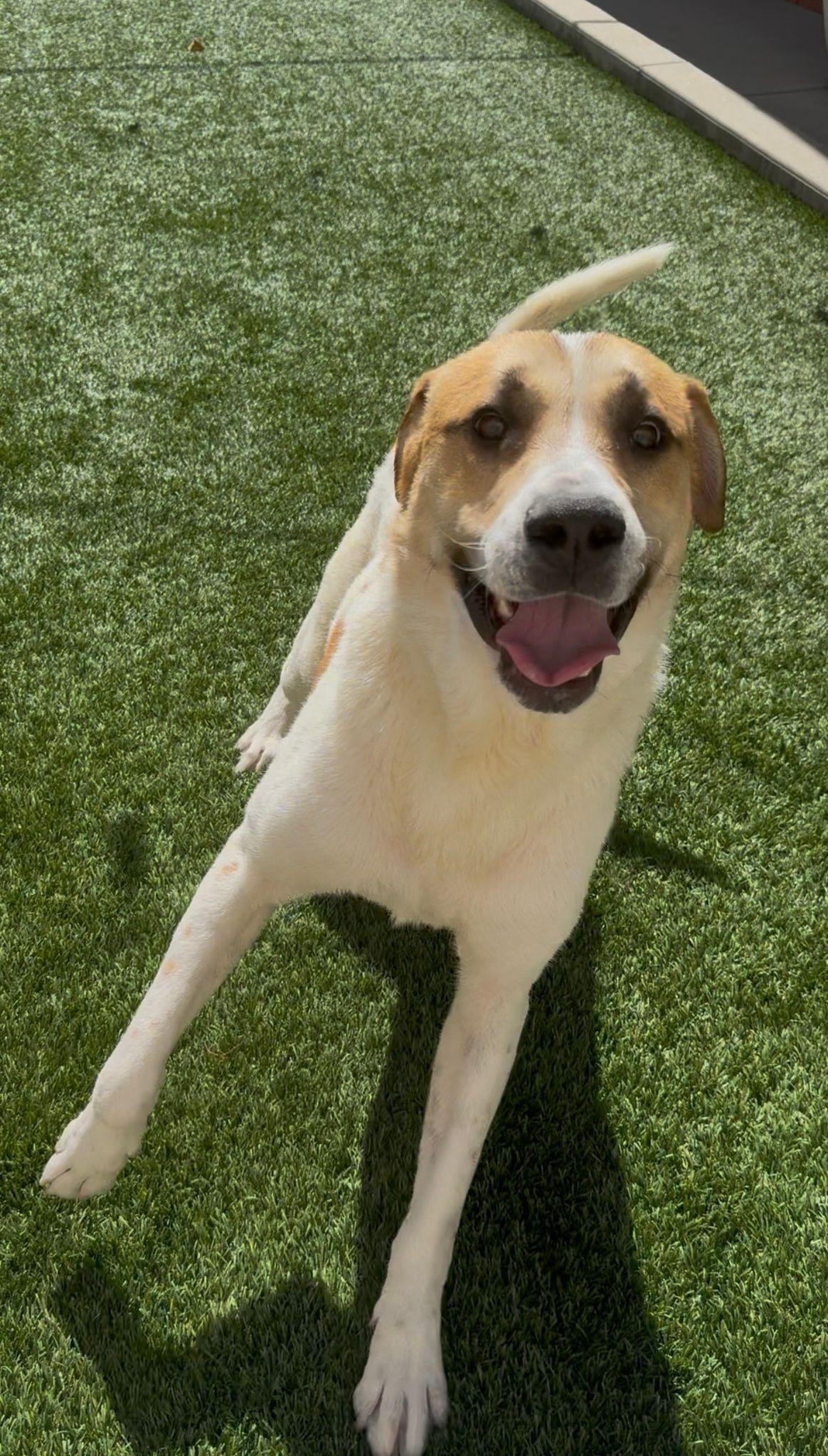 Enlarge Tommy, a ADOPTABLE mixed breed in San Diego, CA image 2/4