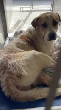 Enlarge Tommy, a ADOPTABLE mixed breed in San Diego, CA image 4/4