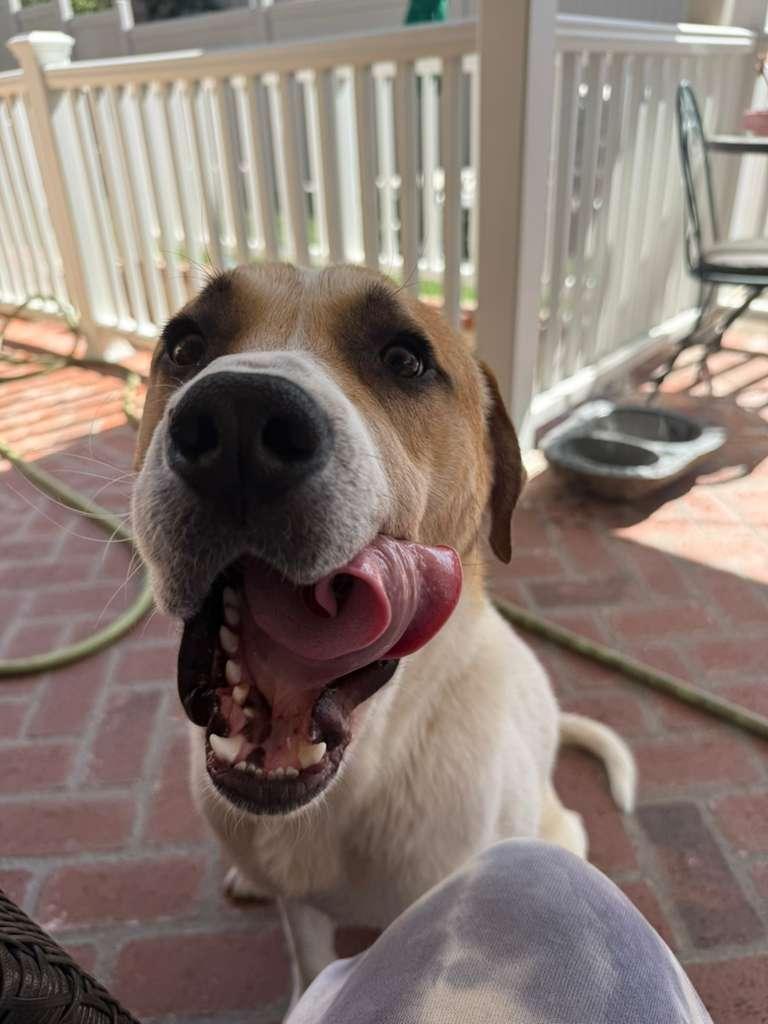 Enlarge Tommy, a ADOPTABLE mixed breed in San Diego, CA image 3/4