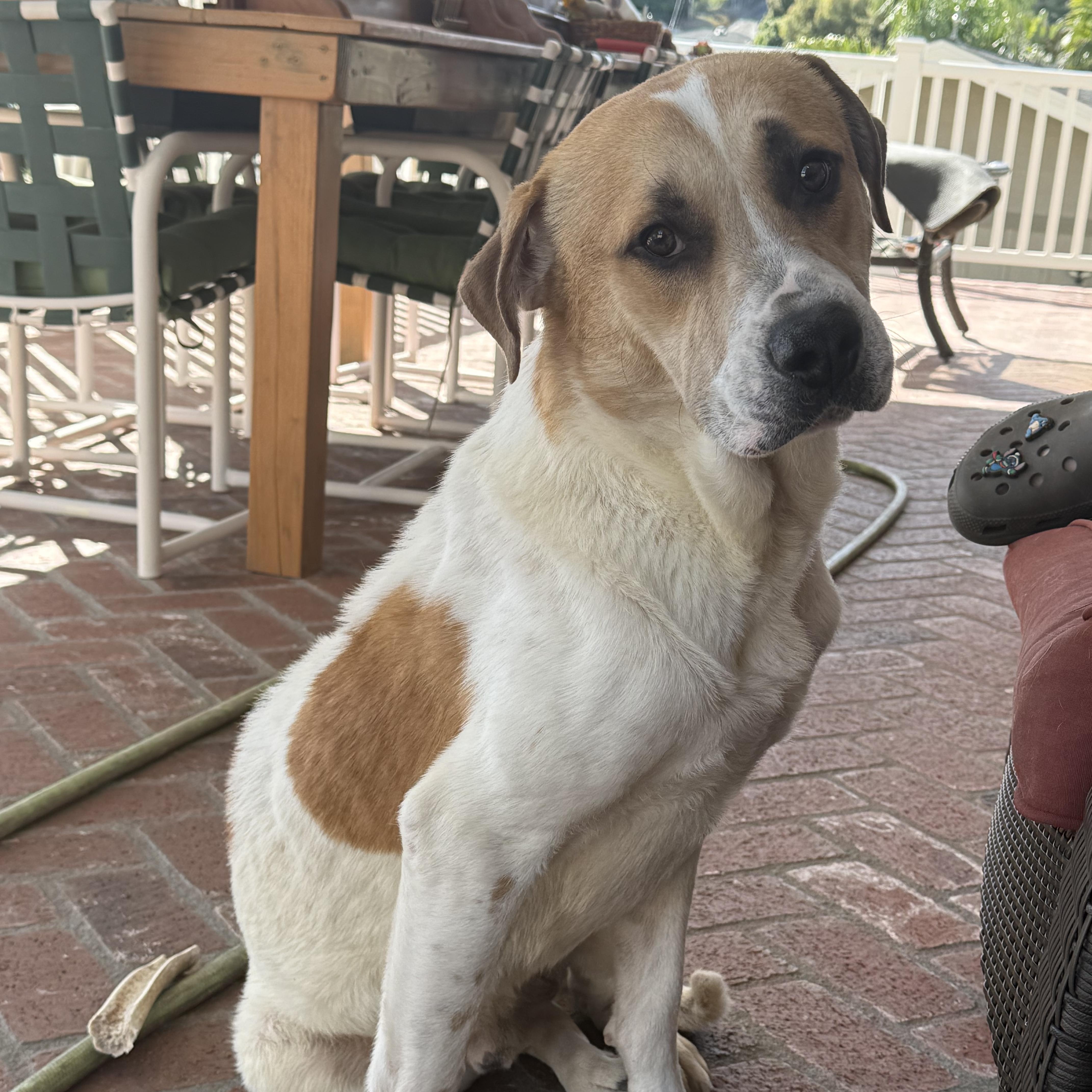 Tommy, ADOPTABLE, Young Male Anatolian Shepherd.