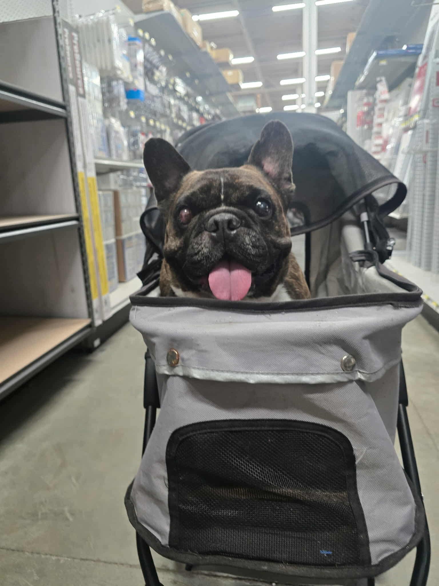 Enlarge Tigo, a Adoptable Bulldog in Puyallup, WA image 4/6