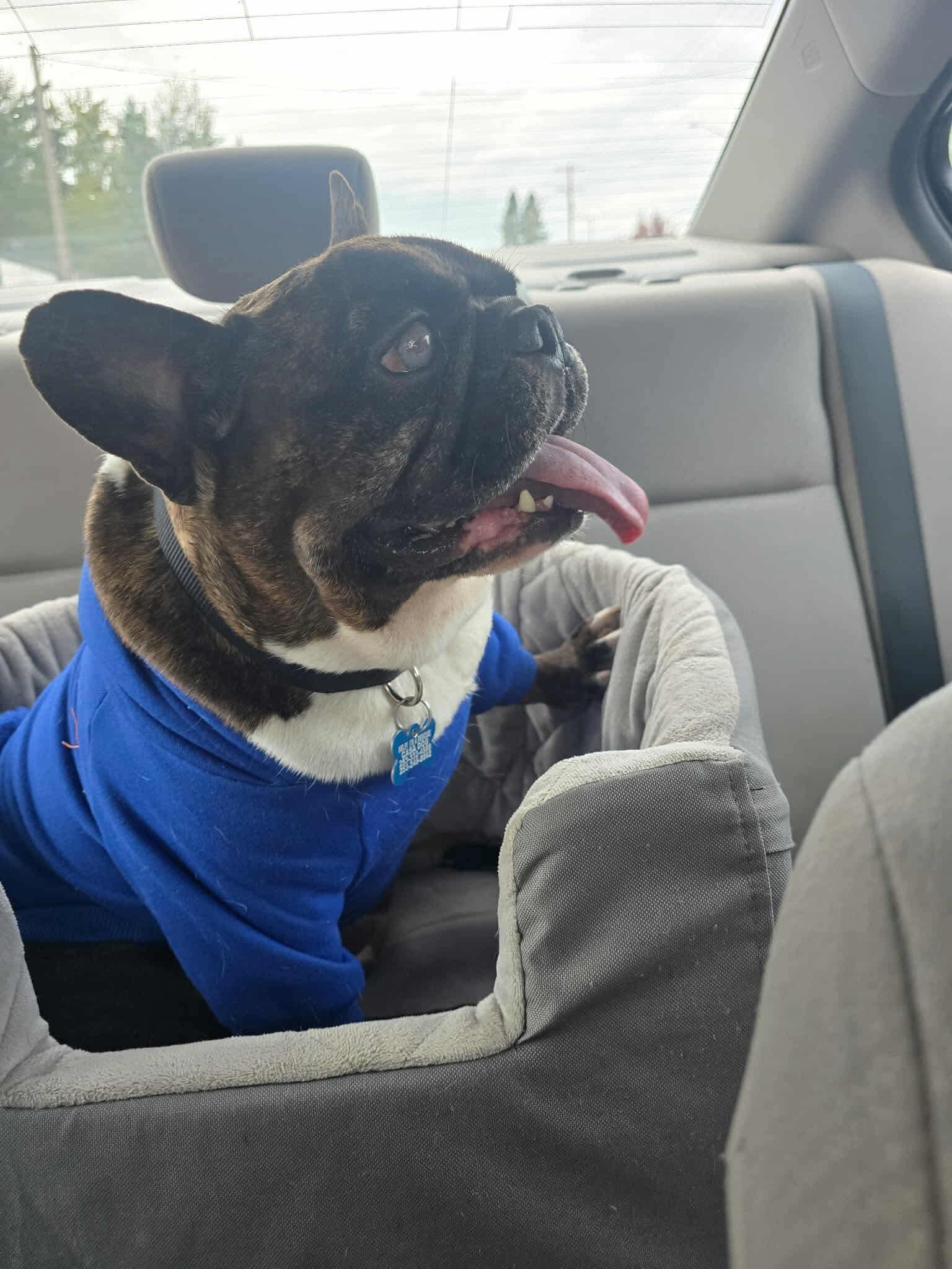 Enlarge Tigo, a Adoptable Bulldog in Puyallup, WA image 3/6