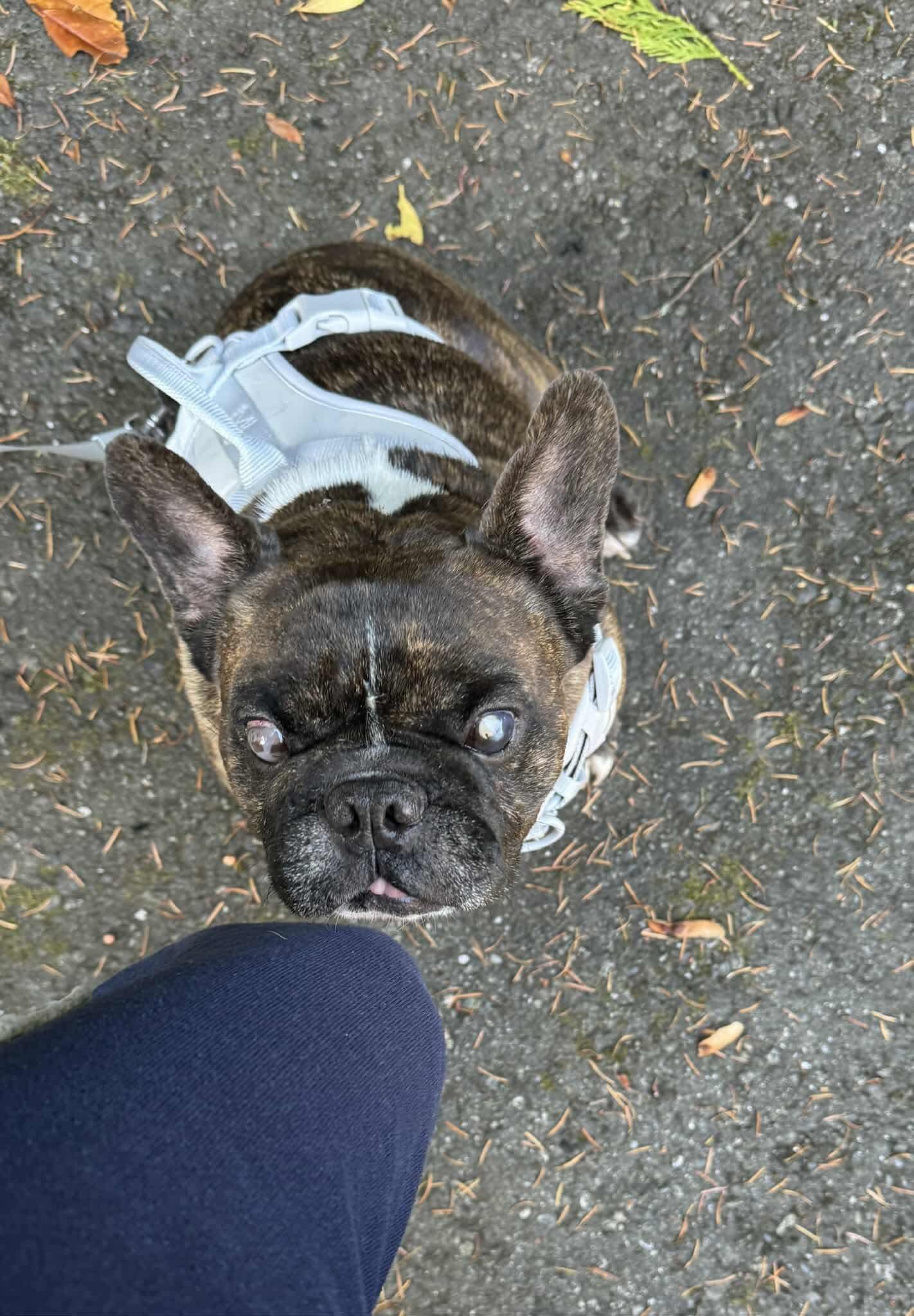 Enlarge Tigo, a Adoptable Bulldog in Puyallup, WA image 2/6