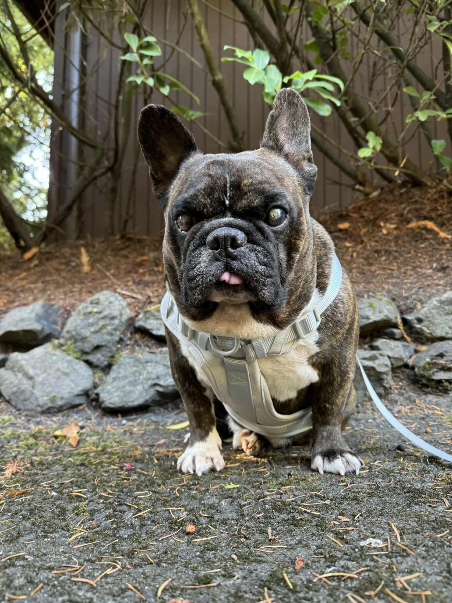 Enlarge Tigo, a Adoptable Bulldog in Puyallup, WA image 1/6