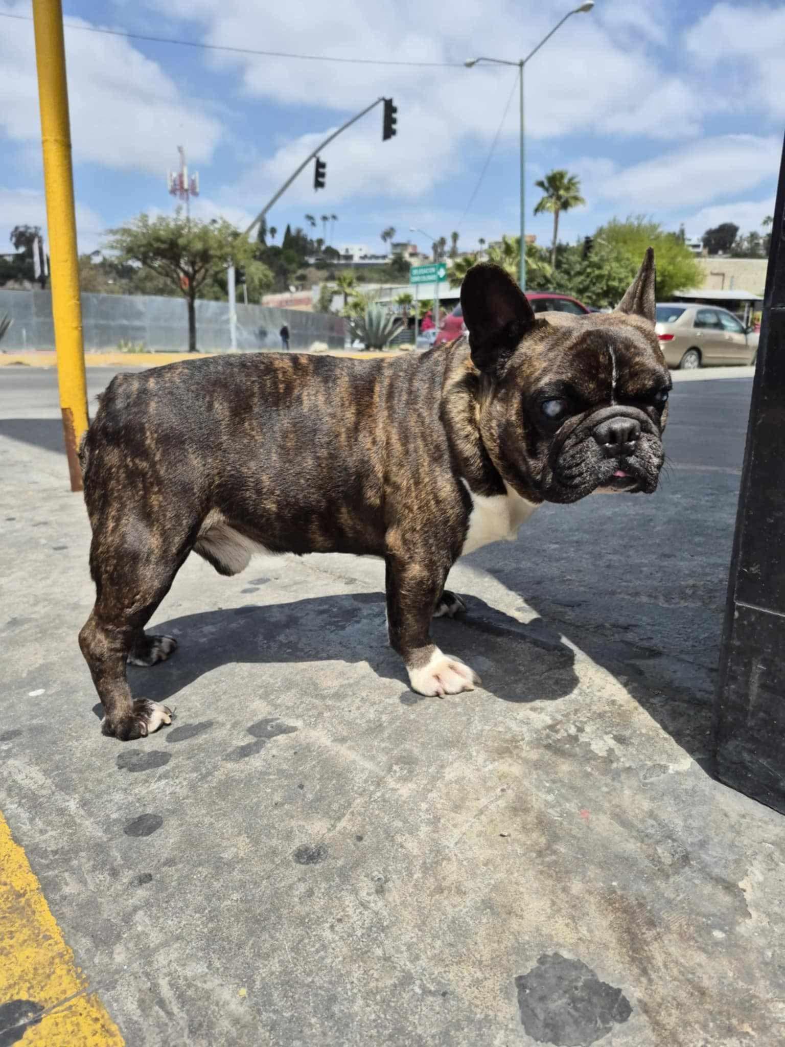 Enlarge Tigo, a Adoptable Bulldog in Puyallup, WA image 6/6