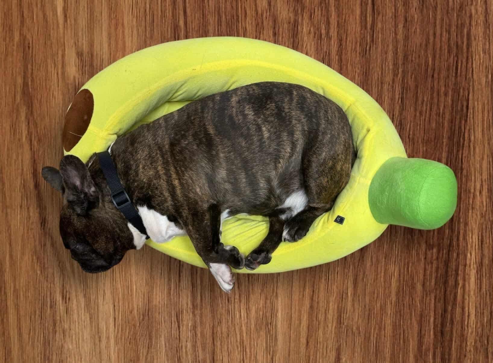 Enlarge Tigo, a Adoptable Bulldog in Puyallup, WA image 5/6