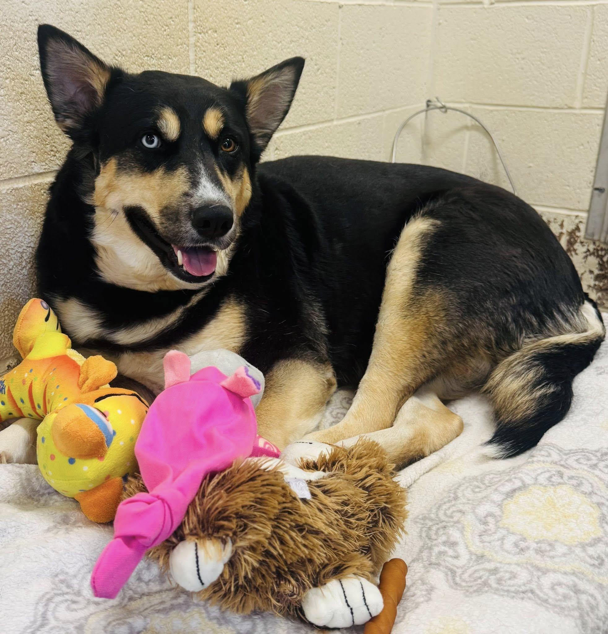 Sheena, ADOPTABLE, Adult Female German Shepherd Dog & Siberian Husky.