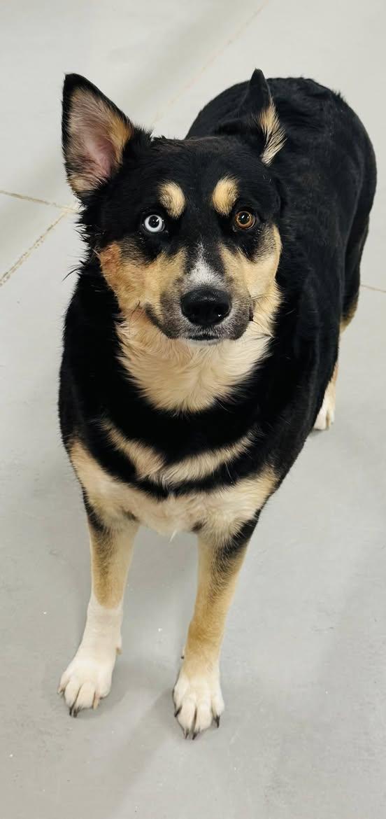 Sheena, a ADOPTABLE mixed breed in La Verkin, UT image 2/2