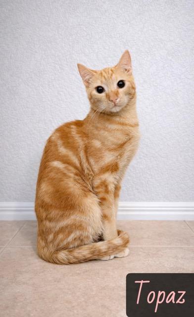 Enlarge Topaz, a ADOPTABLE mixed breed in Englewood, FL image 1/1