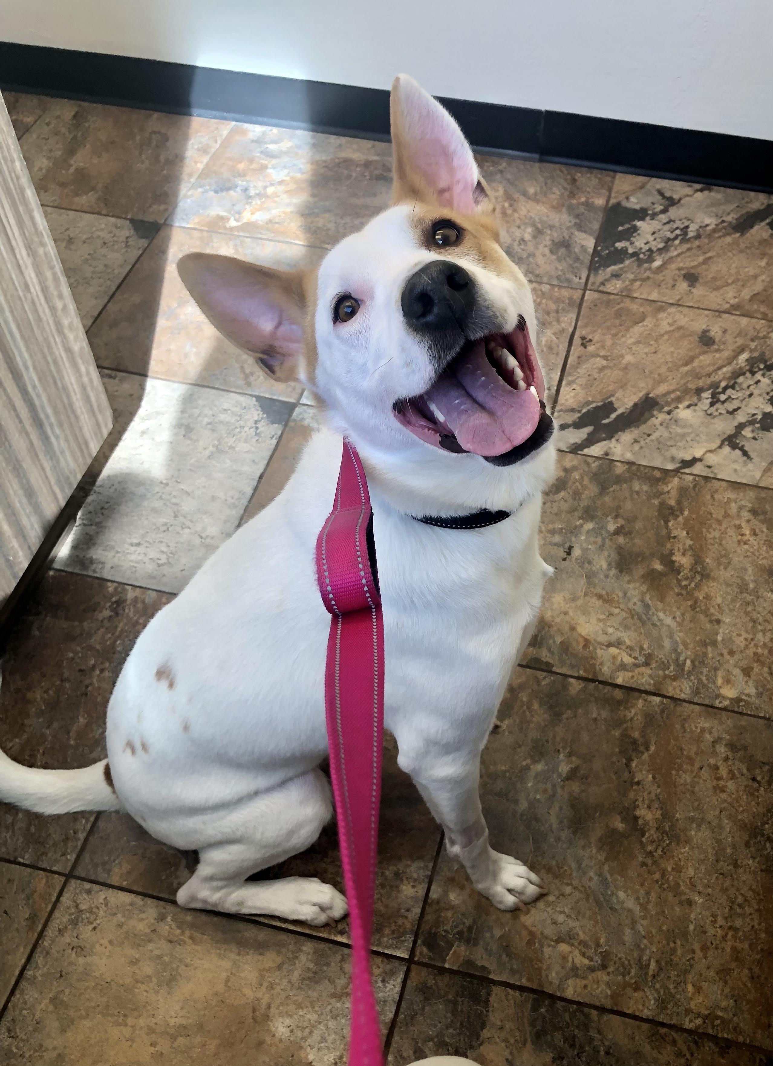 Sammy, Adoptable, Young Male Labrador Retriever & Shepherd.
