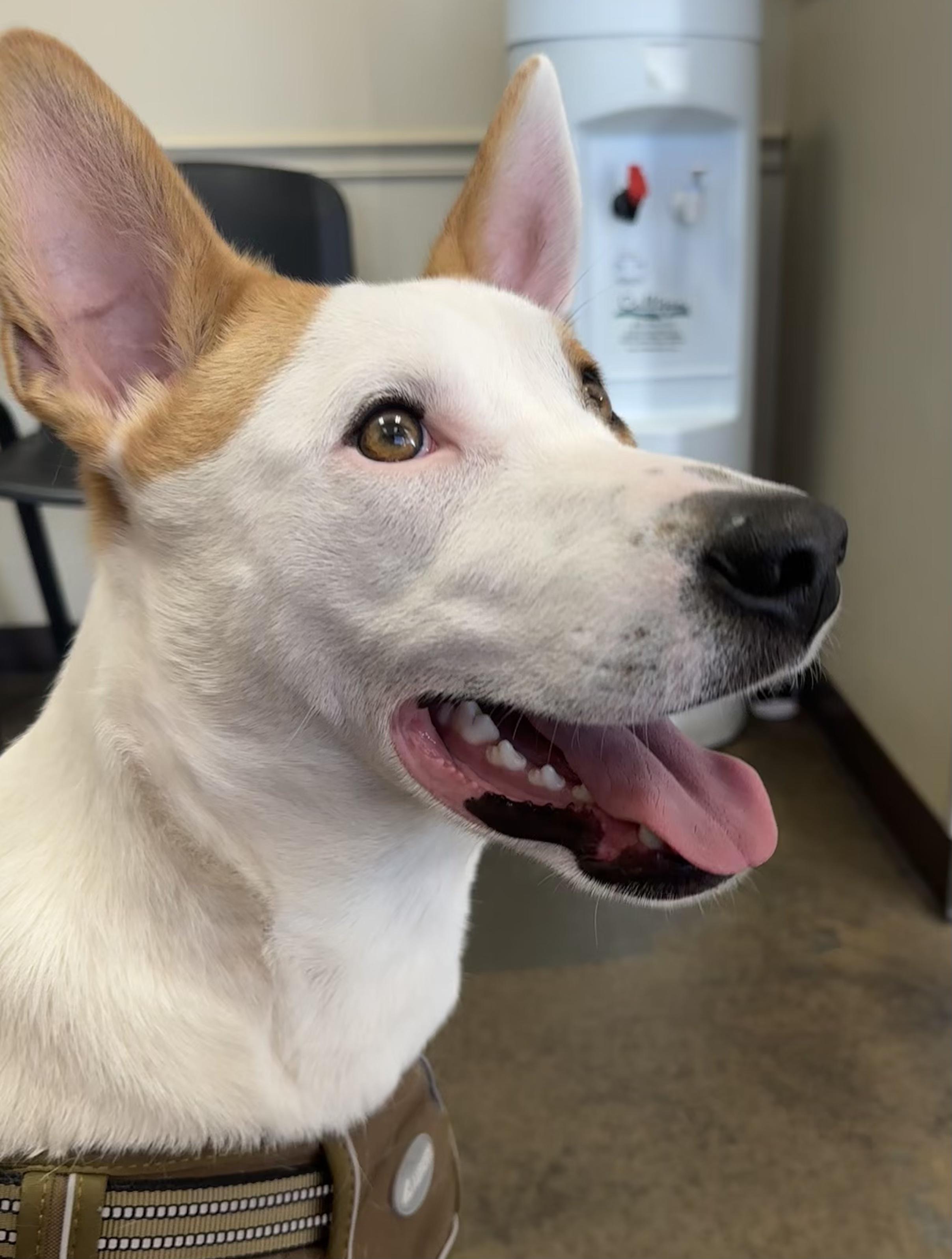 Sammy, a Adoptable mixed breed in Scottsdale, AZ image 2/5