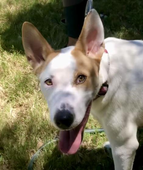 Sammy, a Adoptable mixed breed in Scottsdale, AZ image 3/5