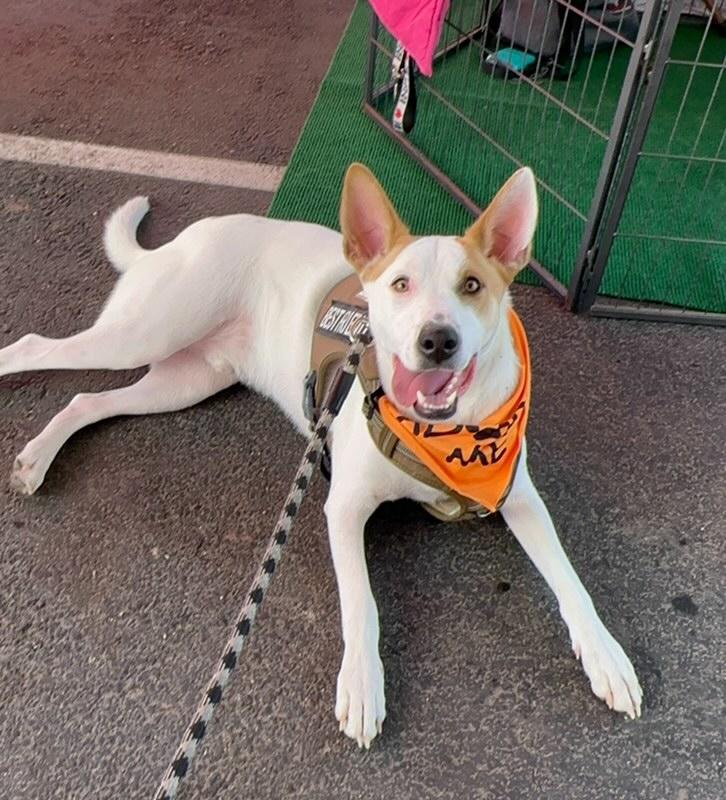 Sammy, a Adoptable mixed breed in Scottsdale, AZ image 4/5