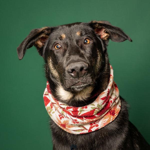 Stormy, Adoptable, Young Female Shepherd.