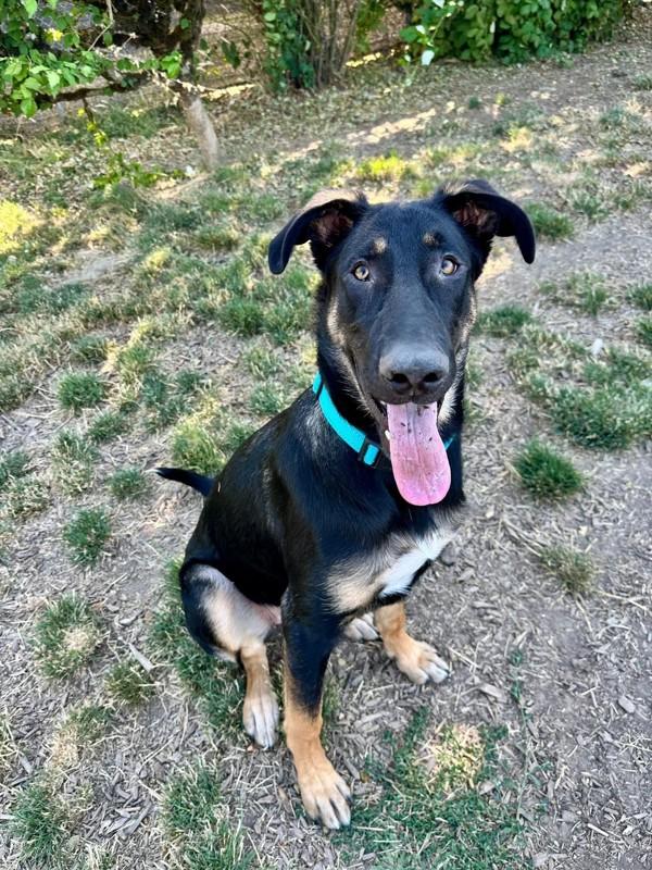 Enlarge Stormy, a Adoptable mixed breed in Salem, OR image 3/6