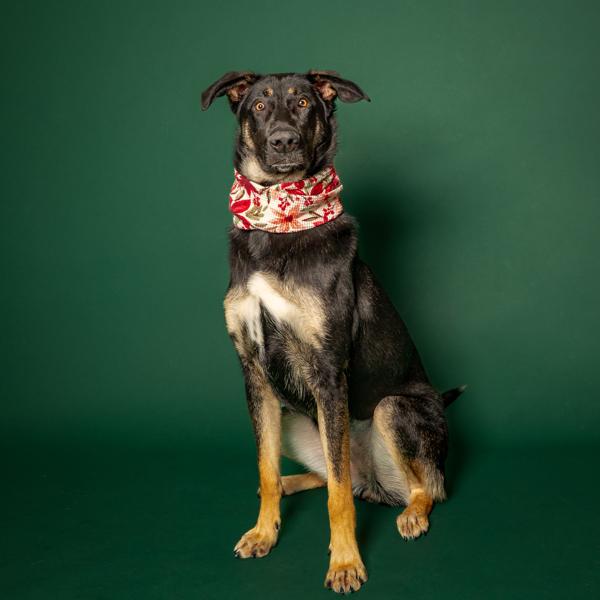 Enlarge Stormy, a Adoptable mixed breed in Salem, OR image 4/6