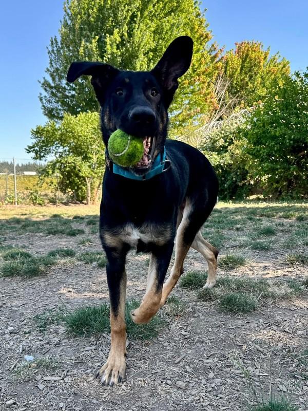 Enlarge Stormy, a Adoptable mixed breed in Salem, OR image 6/6